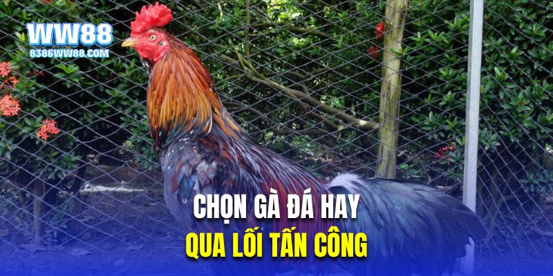 Chọn gà đá hay qua lối tấn công “Gà đá đầu mặt”