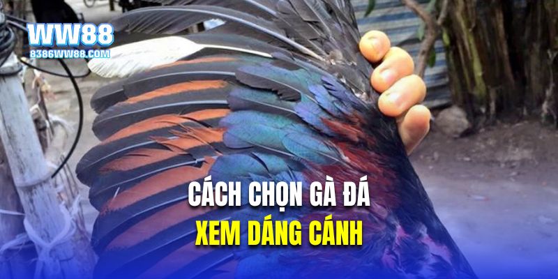 Cách chọn gà đá là xem dáng cánh