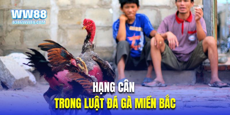 Hạng cân trong luật đá gà miền Bắc